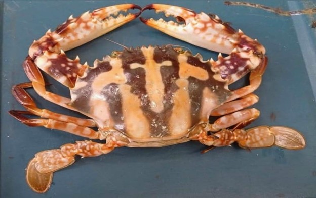 කලපු ධීවර ආම්පන්න වලට හසුවන කකුලුවන්, ඉස්සන් සහ මසුන්