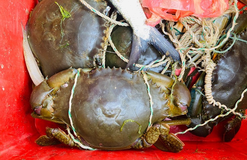 කලපු ධීවර ආම්පන්න වලට හසුවන කකුලුවන්, ඉස්සන් සහ මසුන්