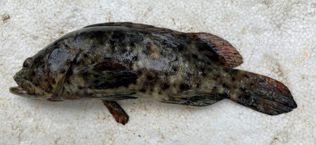 කලපු ධීවර ආම්පන්න වලට හසුවන කකුලුවන්, ඉස්සන් සහ මසුන්