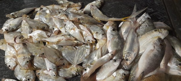 කලපු ධීවර ආම්පන්න වලට හසුවන කකුලුවන්, ඉස්සන් සහ මසුන්