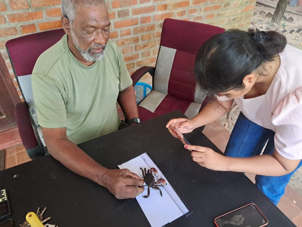 On 17 January, the Education Officer of the Lanka Mangrove Museum and Learning Center, with the support of the museum staff and guidance of the Museum Director, conducted an important field research activity at the Chilaw–Pambala mangrove sites. The research focused on the collection of data related to the abundance and density of crab species within the mangrove ecosystem. During the study, systematic field methods were used to observe and record the presence of crabs across selected mangrove areas. This data collection is essential for understanding species distribution, population levels, and the overall health of the mangrove habitat, as crabs play a key role in nutrient cycling and soil aeration within these ecosystems.