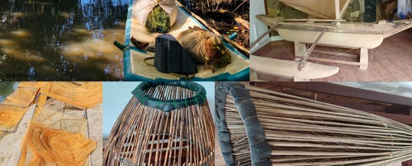 Mangrove-associated fisheries play a vital role in the livelihood and food security of coastal communities living around lagoon ecosystems. The complex root systems of mangrove trees provide shelter, feeding grounds, and nursery habitats for a wide range of aquatic species, including fish, crabs, and shrimp, making mangrove areas highly productive fishing zones. In the lagoon environment, fishers harvest a variety of species using traditional and small-scale methods such noodling, traps, kemana, and brush-pile-based techniques. Juvenile and adult fish use the submerged mangrove roots for protection from predators and as feeding grounds, making these areas important locations for artisanal fish catches. Crabs, especially mangrove and lagoon crab species, thrive among prop roots where they feed, hide, and molt. During low tide, many are caught by hand or using simple traps placed near root clusters. Similarly, shrimp species rely on mangrove detritus and nutrient-rich waters for growth. Their abundance in channels and root zones supports seasonal shrimp collection using nets and traditional gear. Overall, mangrove-associated fishing forms a tightly linked socio-ecological system where the health of the mangrove habitat directly influences the availability of lagoon fish, crabs, and shrimp. Protecting mangroves ensures the sustainability of these fisheries while supporting the cultural traditions and livelihoods of lagoon-dependent communities.