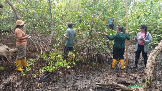 On 20th February 2026, the first research activity of the year was successfully conducted by the Young Research Circle (YRC) of the Lanka Mangrove Museum and Learning Center. The study focused on the topic “Assessing the Floral Diversity and Environmental Parameters.” The YRC members carried out field observations and collected data to identify mangrove plant species and examine key environmental factors influencing their growth and distribution.