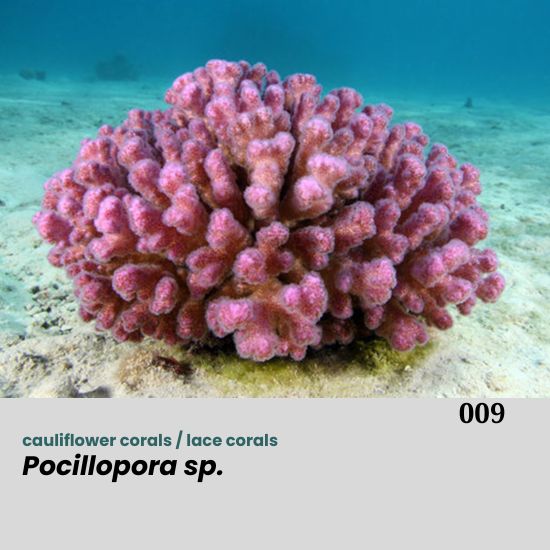 Pocillopora