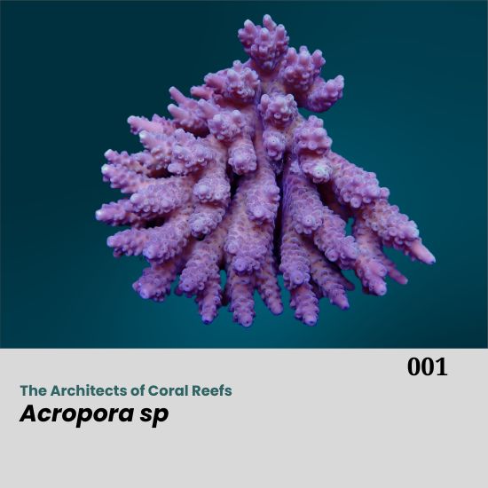 Acropora is a genus of small polyp stony coral in the phylum Cnidaria. Some of its species are known as table coral, elkhorn coral, and staghorn coral. Acropora species are some of the major reef corals responsible for building the immense calcium carbonate substructure that supports the thin living skin of a reef. Acropora sp. is commonly found in shallow reef environments that are bright and have moderate to high water motion. Acropora corals are commonly called "staghorn coral," and some colonies with flat tops are called "table coral." Besides the differences in the overall shape of the colony, the branches are usually cylindrical with corallites surrounding them. A corallite is a tiny cup about 0.5 cm in diameter. A distinctive feature of this species is the axial corallite, which is larger than the other corallites. It grows upward at the tip of the branch, while new corallites bud along its sides. The base of the coral attaches to rock or a plug and encrusts to increase stability. From this base, new branches can also grow outward. Acropora Coral – The Architects of Coral Reefs