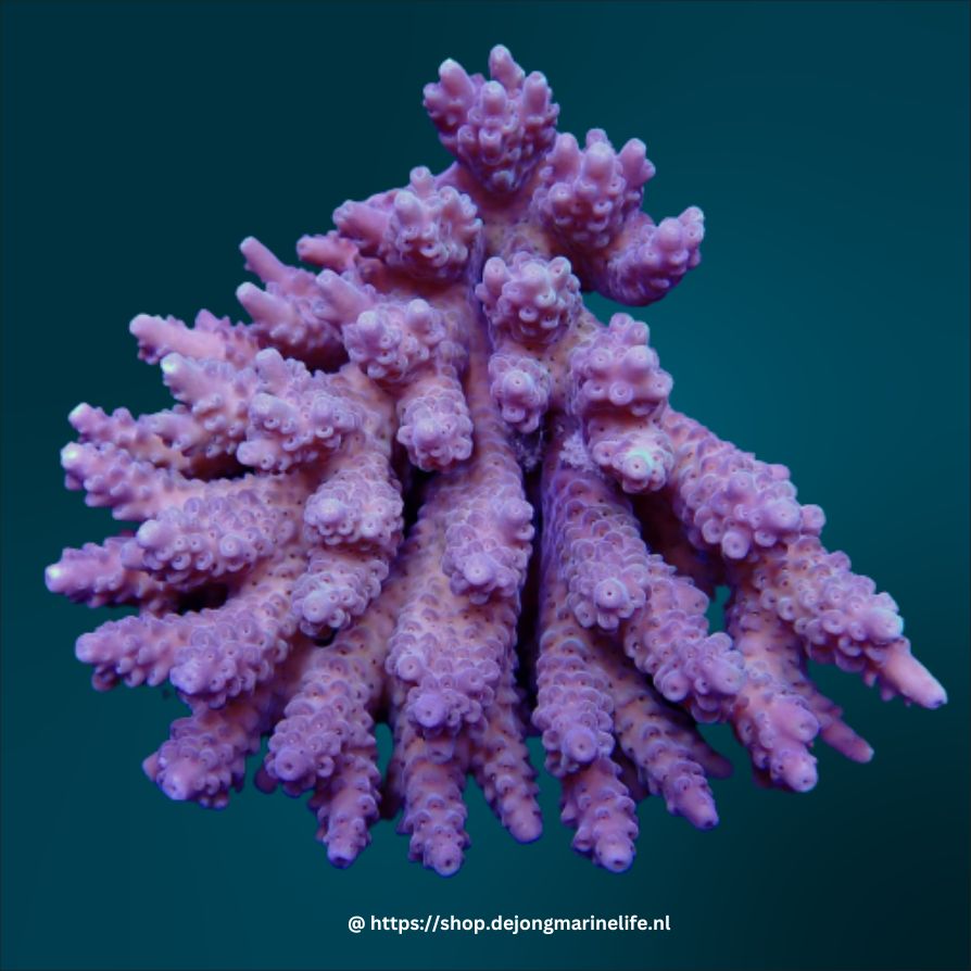 Acropora is a genus of small polyp stony corals that plays a crucial role in the formation and maintenance of coral reef ecosystems. Commonly referred to as staghorn coral, elkhorn coral, or table coral, these corals are among the primary builders of reef structures, producing the calcium carbonate framework that supports marine biodiversity.