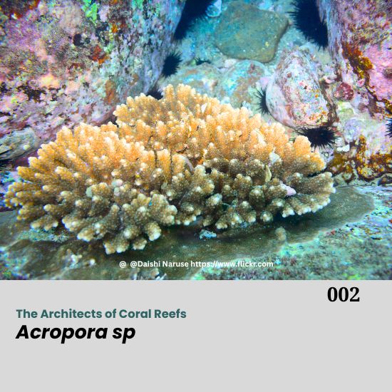 Acropora is a genus of small polyp stony coral in the phylum Cnidaria. Some of its species are known as table coral, elkhorn coral, and staghorn coral. Acropora species are some of the major reef corals responsible for building the immense calcium carbonate substructure that supports the thin living skin of a reef. Acropora sp. is commonly found in shallow reef environments that are bright and have moderate to high water motion. Acropora corals are commonly called "staghorn coral," and some colonies with flat tops are called "table coral." Besides the differences in the overall shape of the colony, the branches are usually cylindrical with corallites surrounding them. A corallite is a tiny cup about 0.5 cm in diameter. A distinctive feature of this species is the axial corallite, which is larger than the other corallites. It grows upward at the tip of the branch, while new corallites bud along its sides. The base of the coral attaches to rock or a plug and encrusts to increase stability. From this base, new branches can also grow outward. Acropora Coral – The Architects of Coral Reefs