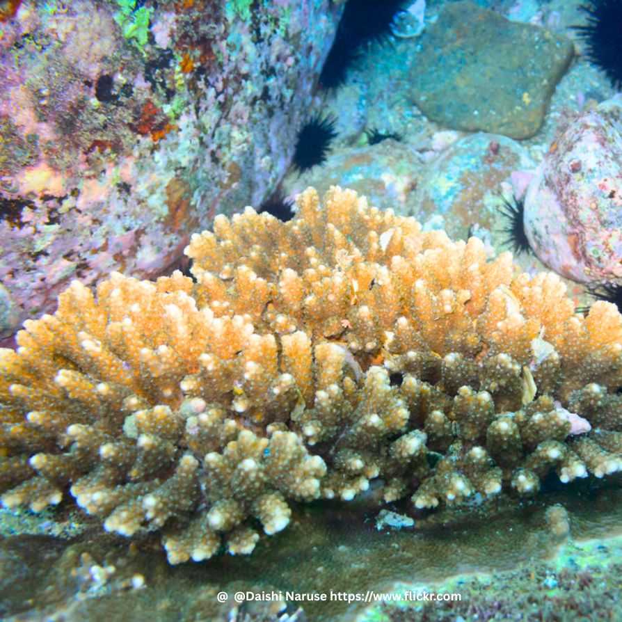 Acropora is a genus of small polyp stony coral in the phylum Cnidaria. Some of its species are known as table coral, elkhorn coral, and staghorn coral. Acropora species are some of the major reef corals responsible for building the immense calcium carbonate substructure that supports the thin living skin of a reef. Acropora sp. is commonly found in shallow reef environments that are bright and have moderate to high water motion. Acropora corals are commonly called "staghorn coral," and some colonies with flat tops are called "table coral." Besides the differences in the overall shape of the colony, the branches are usually cylindrical with corallites surrounding them. A corallite is a tiny cup about 0.5 cm in diameter. A distinctive feature of this species is the axial corallite, which is larger than the other corallites. It grows upward at the tip of the branch, while new corallites bud along its sides. The base of the coral attaches to rock or a plug and encrusts to increase stability. From this base, new branches can also grow outward. Acropora Coral – The Architects of Coral Reefs