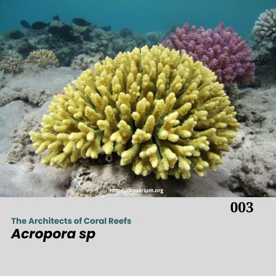 Acropora is a genus of small polyp stony coral in the phylum Cnidaria. Some of its species are known as table coral, elkhorn coral, and staghorn coral. Acropora species are some of the major reef corals responsible for building the immense calcium carbonate substructure that supports the thin living skin of a reef. Acropora sp. is commonly found in shallow reef environments that are bright and have moderate to high water motion. Acropora corals are commonly called "staghorn coral," and some colonies with flat tops are called "table coral." Besides the differences in the overall shape of the colony, the branches are usually cylindrical with corallites surrounding them. A corallite is a tiny cup about 0.5 cm in diameter. A distinctive feature of this species is the axial corallite, which is larger than the other corallites. It grows upward at the tip of the branch, while new corallites bud along its sides. The base of the coral attaches to rock or a plug and encrusts to increase stability. From this base, new branches can also grow outward. Acropora Coral – The Architects of Coral Reefs