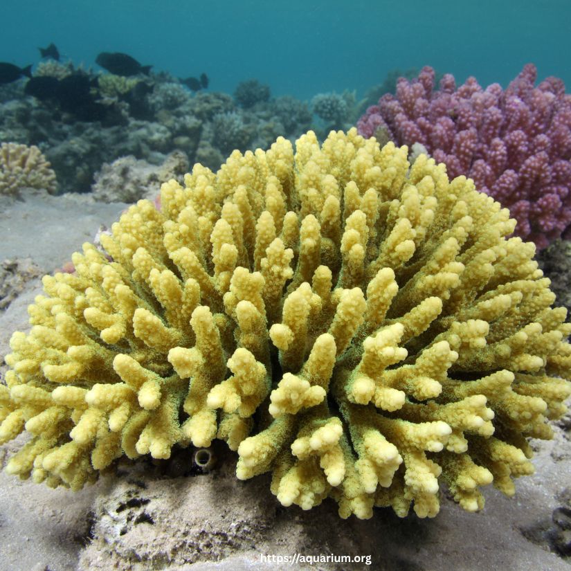 Acropora is a genus of small polyp stony coral in the phylum Cnidaria. Some of its species are known as table coral, elkhorn coral, and staghorn coral. Acropora species are some of the major reef corals responsible for building the immense calcium carbonate substructure that supports the thin living skin of a reef. Acropora sp. is commonly found in shallow reef environments that are bright and have moderate to high water motion. Acropora corals are commonly called "staghorn coral," and some colonies with flat tops are called "table coral." Besides the differences in the overall shape of the colony, the branches are usually cylindrical with corallites surrounding them. A corallite is a tiny cup about 0.5 cm in diameter. A distinctive feature of this species is the axial corallite, which is larger than the other corallites. It grows upward at the tip of the branch, while new corallites bud along its sides. The base of the coral attaches to rock or a plug and encrusts to increase stability. From this base, new branches can also grow outward. Acropora Coral – The Architects of Coral Reefs