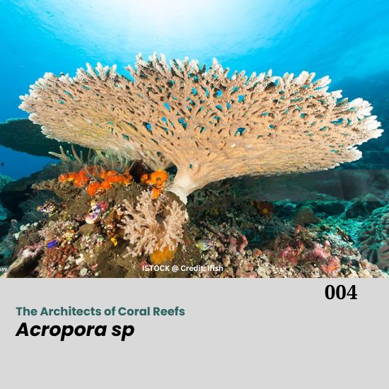Acropora is a genus of small polyp stony coral in the phylum Cnidaria. Some of its species are known as table coral, elkhorn coral, and staghorn coral. Acropora species are some of the major reef corals responsible for building the immense calcium carbonate substructure that supports the thin living skin of a reef. Acropora sp. is commonly found in shallow reef environments that are bright and have moderate to high water motion. Acropora corals are commonly called "staghorn coral," and some colonies with flat tops are called "table coral." Besides the differences in the overall shape of the colony, the branches are usually cylindrical with corallites surrounding them. A corallite is a tiny cup about 0.5 cm in diameter. A distinctive feature of this species is the axial corallite, which is larger than the other corallites. It grows upward at the tip of the branch, while new corallites bud along its sides. The base of the coral attaches to rock or a plug and encrusts to increase stability. From this base, new branches can also grow outward. Acropora Coral – The Architects of Coral Reefs