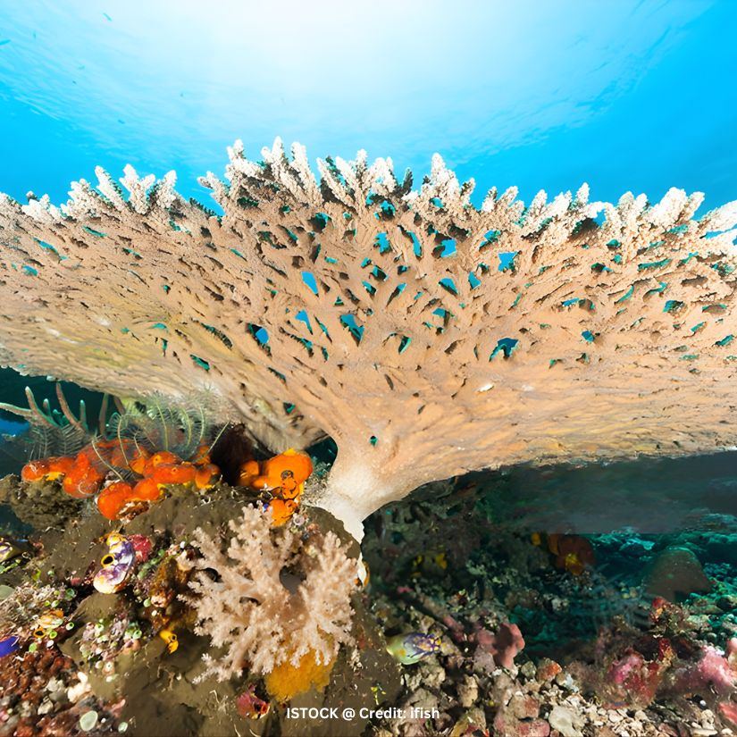 Acropora is a genus of small polyp stony coral in the phylum Cnidaria. Some of its species are known as table coral, elkhorn coral, and staghorn coral. Acropora species are some of the major reef corals responsible for building the immense calcium carbonate substructure that supports the thin living skin of a reef. Acropora sp. is commonly found in shallow reef environments that are bright and have moderate to high water motion. Acropora corals are commonly called "staghorn coral," and some colonies with flat tops are called "table coral." Besides the differences in the overall shape of the colony, the branches are usually cylindrical with corallites surrounding them. A corallite is a tiny cup about 0.5 cm in diameter. A distinctive feature of this species is the axial corallite, which is larger than the other corallites. It grows upward at the tip of the branch, while new corallites bud along its sides. The base of the coral attaches to rock or a plug and encrusts to increase stability. From this base, new branches can also grow outward. Acropora Coral – The Architects of Coral Reefs