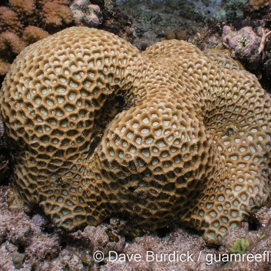 Favites spp., commonly referred to as brain corals or honeycomb corals, belong to the family Merulinidae and are widely distributed across the Indo-Pacific coral reef systems. These massive, encrusting, or dome-shaped corals are easily recognized by their distinctive polygonal corallite arrangement, which forms a characteristic honeycomb pattern. Adjacent corallites typically share common walls (cerioid formation), a key diagnostic trait that helps differentiate Favites from similar genera such as Goniastrea, where the walls are often less fused.