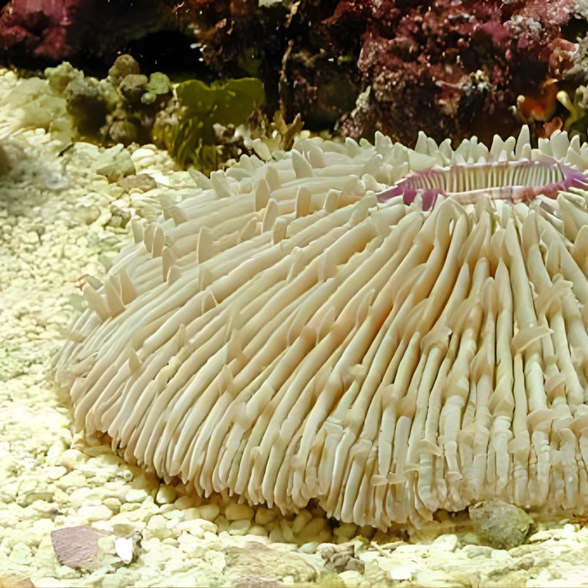 Fungia spp., commonly known as mushroom corals, belong to the family Fungiidae and are widely distributed throughout the tropical Indo-Pacific region. These corals are easily distinguished by their solitary, free-living growth form, which differs from most other scleractinian corals that form colonies. Individuals typically have a flat, circular to oval disc-shaped skeleton, occasionally with slight dome-like elevation. Young specimens may attach to the substrate, but adults are usually completely free-living and capable of moving short distances across the substrate by expanding their tissues or manipulating water pressure.