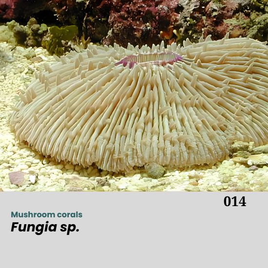 Fungia spp., commonly known as mushroom corals, belong to the family Fungiidae and are widely distributed throughout the tropical Indo-Pacific region. These corals are easily distinguished by their solitary, free-living growth form, which differs from most other scleractinian corals that form colonies. Individuals typically have a flat, circular to oval disc-shaped skeleton, occasionally with slight dome-like elevation. Young specimens may attach to the substrate, but adults are usually completely free-living and capable of moving short distances across the substrate by expanding their tissues or manipulating water pressure.