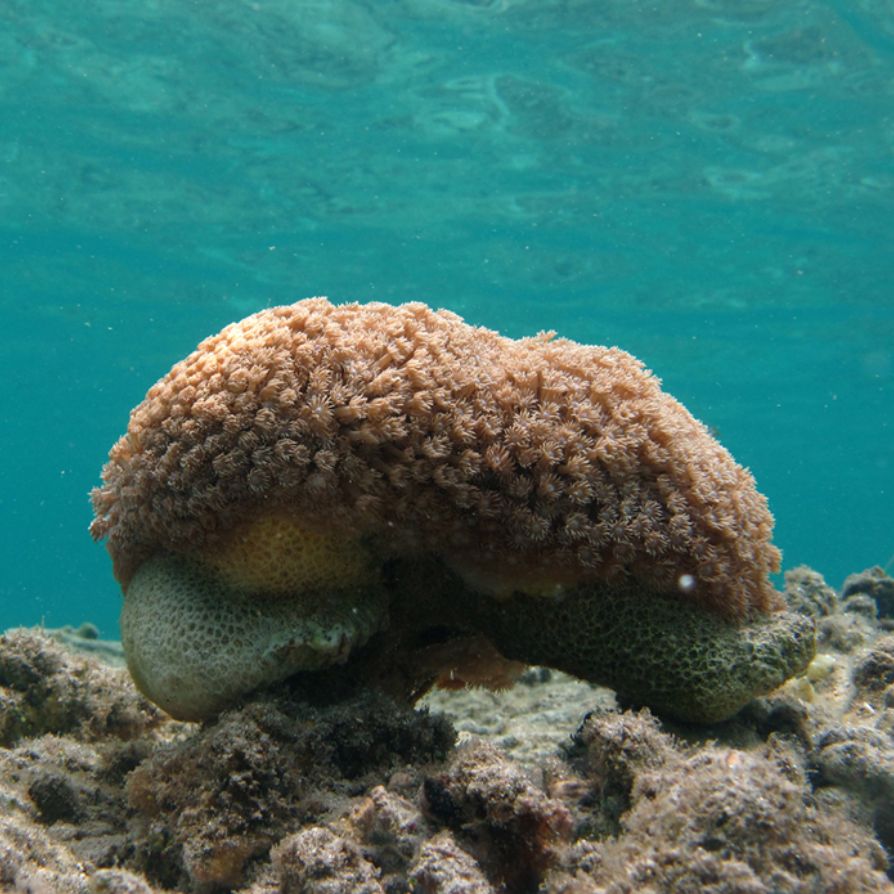 Tubastraea spp., widely known as sun corals or orange cup corals, are members of the family Dendrophylliidae. Unlike most reef-building corals, species of this genus are azooxanthellate, meaning they lack symbiotic zooxanthellae and do not rely on photosynthesis for nutrition. As a result, Tubastraea corals are often found in low-light or shaded habitats, such as caves, overhangs, deep reef slopes, shipwrecks, and artificial structures, where they capture plankton and organic particles with their large, fleshy polyps. These corals are easily recognized by their vibrant coloration, typically bright orange, yellow, or golden, and by their distinctive tubular, solitary or clustered corallites. Colonies may range from small clumps of individual polyps to large, spreading mats. Corallites in Tubastraea are cylindrical, with well-developed septa and a porous coenosteum. When polyps are extended, they display long tentacles that give the colony a flower-like appearance—hence the name “sun coral.” Because Tubastraea spp. do not contribute to reef calcification and can rapidly colonize new substrates, some species—particularly Tubastraea coccinea and T. tagusensis—have become invasive in certain regions. Species-level identification within the genus requires close examination of corallite structure, septal arrangement, and skeletal microfeatures, sometimes supported by molecular techniques.