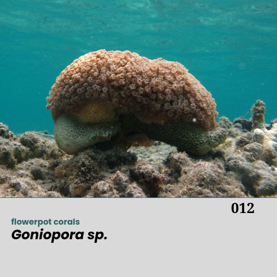 Goniopora spp., commonly referred to as flowerpot corals, are large-polyp stony corals belonging to the family Poritidae. They are widely distributed across the Indo-Pacific region, typically inhabiting sheltered reef slopes, lagoonal environments, turbid coastal waters, and soft-substrate areas. Goniopora colonies are easily recognized by their distinctive long, tubular polyps, each tipped with 24 tentacles, which give the coral its characteristic flower-like appearance when fully extended.