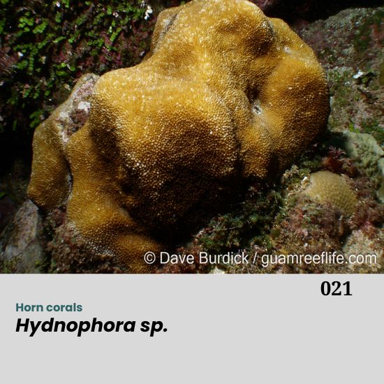 Hydnophora spp., commonly known as horn corals, belong to the family Merulinidae. They are widely distributed in the Indo-Pacific region, typically inhabiting reef slopes, lagoonal areas, and sheltered reef flats. Colonies are massive to sub-massive, sometimes forming irregular mounds, and are characterized by the presence of numerous conical or knob-like projections (tubercles) on the colony surface, giving the coral a rough and spiny appearance.