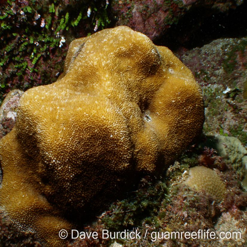 Hydnophora spp., commonly known as horn corals, belong to the family Merulinidae. They are widely distributed in the Indo-Pacific region, typically inhabiting reef slopes, lagoonal areas, and sheltered reef flats. Colonies are massive to sub-massive, sometimes forming irregular mounds, and are characterized by the presence of numerous conical or knob-like projections (tubercles) on the colony surface, giving the coral a rough and spiny appearance.