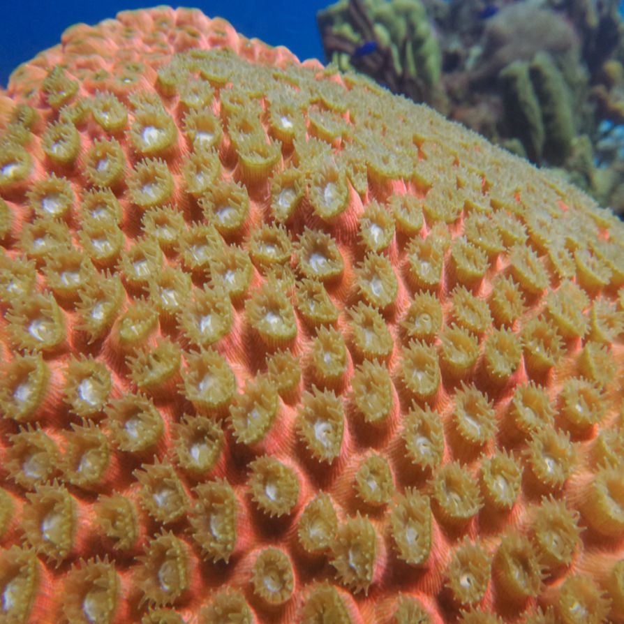 Montastraea spp., commonly referred to as boulder or massive star corals, belong to the family Merulinidae. They are widespread throughout the tropical and subtropical Atlantic and Indo-Pacific reefs, typically inhabiting reef slopes, reef crests, and lagoonal environments. These corals are massive and slow-growing, forming large, dome-shaped, encrusting, or columnar colonies that contribute significantly to reef framework and structural complexity.