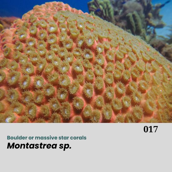 Montastraea spp., commonly referred to as boulder or massive star corals, belong to the family Merulinidae. They are widespread throughout the tropical and subtropical Atlantic and Indo-Pacific reefs, typically inhabiting reef slopes, reef crests, and lagoonal environments. These corals are massive and slow-growing, forming large, dome-shaped, encrusting, or columnar colonies that contribute significantly to reef framework and structural complexity.