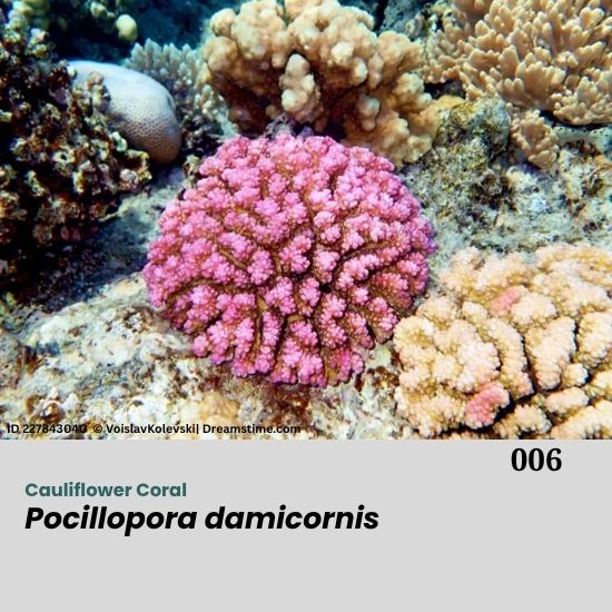 Pocillopora damicornis is a widely distributed reef-building coral found across the Indo-Pacific. It forms bushy, branching colonies that resemble cauliflower, with shapes varying depending on environmental conditions. Its color ranges from cream and pink to brown and green due to symbiotic algae (zooxanthellae). Pocillopora damicornis (Cauliflower Coral)