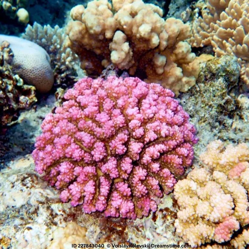 Pocillopora damicornis is a widely distributed reef-building coral found across the Indo-Pacific. It forms bushy, branching colonies that resemble cauliflower, with shapes varying depending on environmental conditions. Its color ranges from cream and pink to brown and green due to symbiotic algae (zooxanthellae).