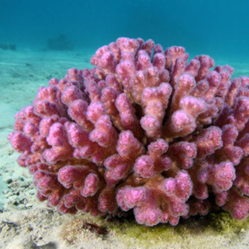 Pocillopora spp., commonly known as cauliflower corals or lace corals, are a genus of small-polyp stony corals belonging to the family Pocilloporidae. They are widely distributed throughout the Indo-Pacific region, particularly abundant on shallow reef crests, reef flats, and high-energy environments. Members of this genus are easily recognized by their distinctive branching morphology, which may range from compact, bushy colonies to more open, irregular structures depending on species and environmental conditions.