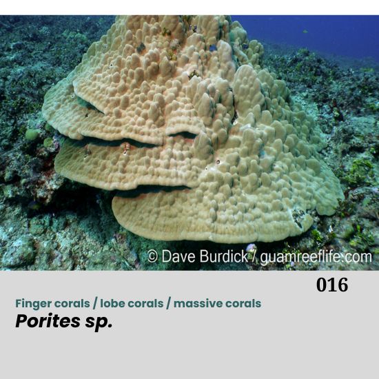 Porites spp., commonly known as finger corals, lobe corals, or massive corals, belong to the family Poritidae and are among the most widespread and ecologically important reef-building corals in the Indo-Pacific. They inhabit a variety of reef habitats, including reef flats, slopes, lagoons, and patch reefs, often in areas with high sedimentation or fluctuating environmental conditions.