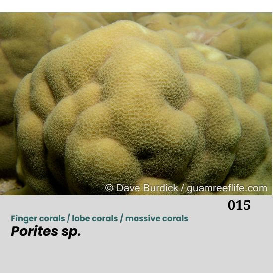 Porites spp., commonly known as finger corals, lobe corals, or massive corals, belong to the family Poritidae and are among the most widespread and ecologically important reef-building corals in the Indo-Pacific. They inhabit a variety of reef habitats, including reef flats, slopes, lagoons, and patch reefs, often in areas with high sedimentation or fluctuating environmental conditions.