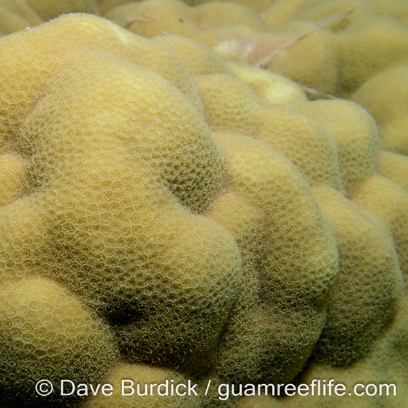 Porites spp., commonly known as finger corals, lobe corals, or massive corals, belong to the family Poritidae and are among the most widespread and ecologically important reef-building corals in the Indo-Pacific. They inhabit a variety of reef habitats, including reef flats, slopes, lagoons, and patch reefs, often in areas with high sedimentation or fluctuating environmental conditions.