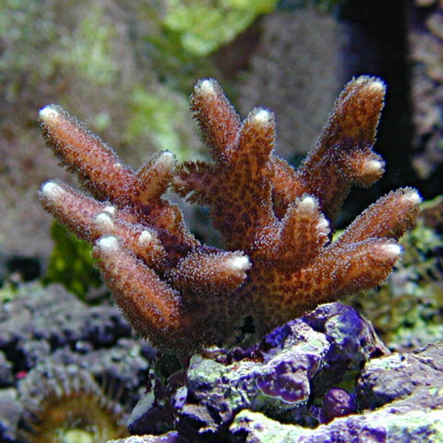 Seriatopora sp., commonly known as bird’s nest coral, is a branching stony coral with delicate, thin branches that form compact, bush-like colonies.