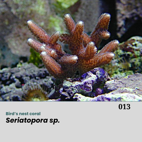 Seriatopora sp., commonly known as bird’s nest coral, is a branching stony coral with delicate, thin branches that form compact, bush-like colonies.