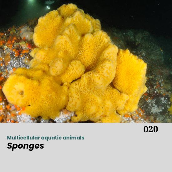 Sponges (Phylum Porifera) are a diverse group of sessile, aquatic invertebrates that are widely distributed in marine and freshwater environments. They are among the earliest-evolved multicellular animals, exhibiting a simple body organization without true tissues or organs. Sponges are characterized by a porous body with numerous ostia (small pores) that allow water to circulate through the body, facilitating filter feeding, respiration, and excretion.
