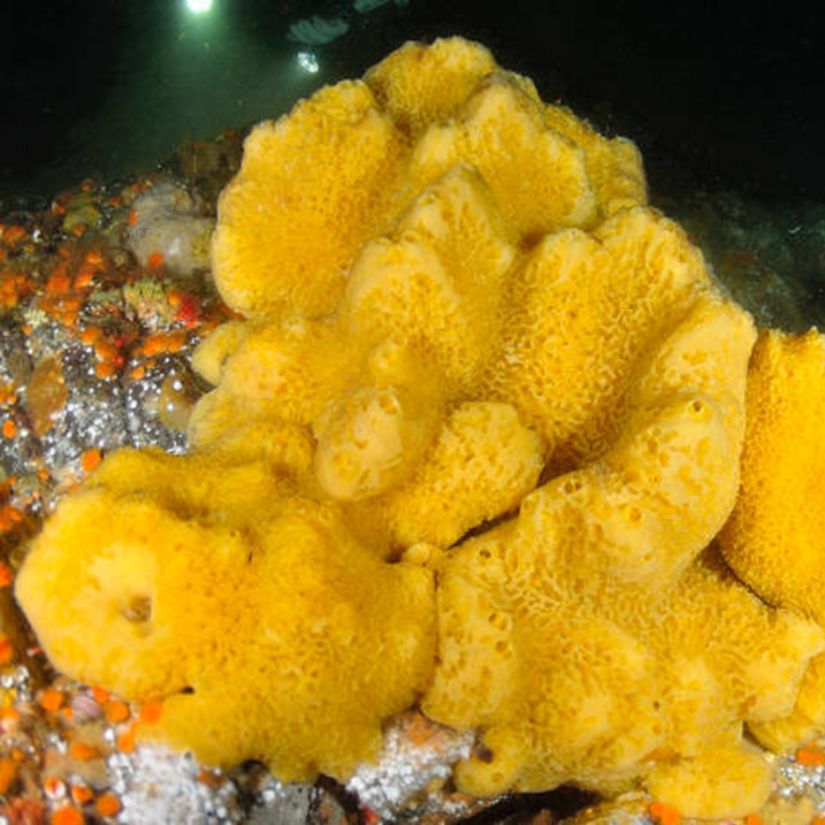 Sponges (Phylum Porifera) are a diverse group of sessile, aquatic invertebrates that are widely distributed in marine and freshwater environments. They are among the earliest-evolved multicellular animals, exhibiting a simple body organization without true tissues or organs. Sponges are characterized by a porous body with numerous ostia (small pores) that allow water to circulate through the body, facilitating filter feeding, respiration, and excretion.