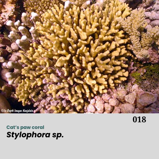 Stylophora sp. is a genus of branching stony corals commonly found in tropical Indo-Pacific reefs. It is well known for its dense, bushy growth and ecological importance in coral reef systems.