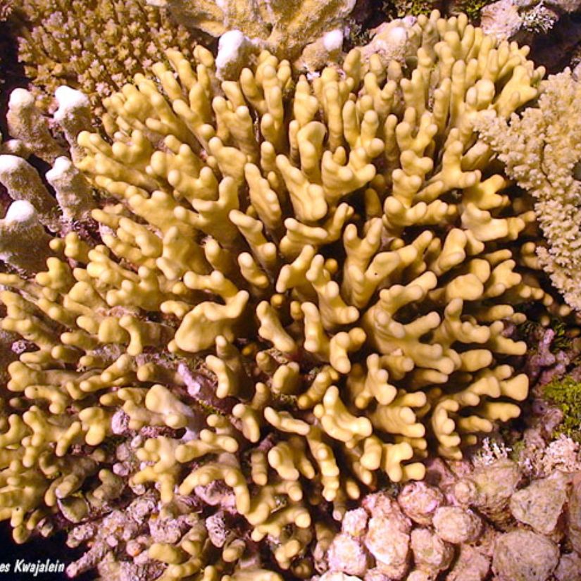 Stylophora sp. is a genus of branching stony corals commonly found in tropical Indo-Pacific reefs. It is well known for its dense, bushy growth and ecological importance in coral reef systems.
