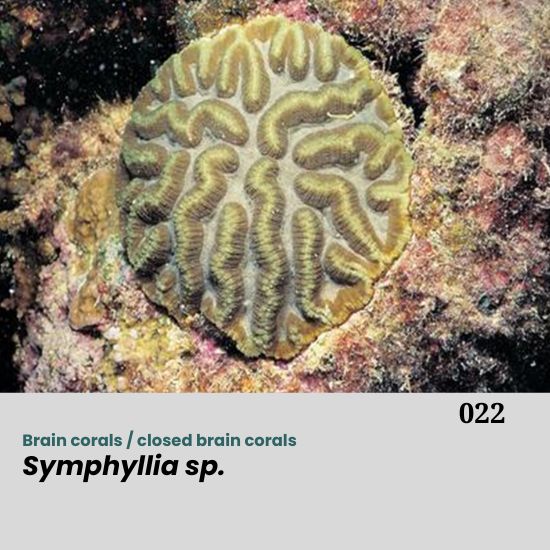 Symphyllia spp., commonly referred to as brain corals or closed brain corals, belong to the family Merulinidae. They are widely distributed across the Indo-Pacific region and are typically found on reef slopes, reef flats, and lagoonal areas. Colonies are generally massive, dome-shaped, or sub-massive, with a distinctive meandroid or maze-like corallite arrangement, which gives them a characteristic brain-like appearance.