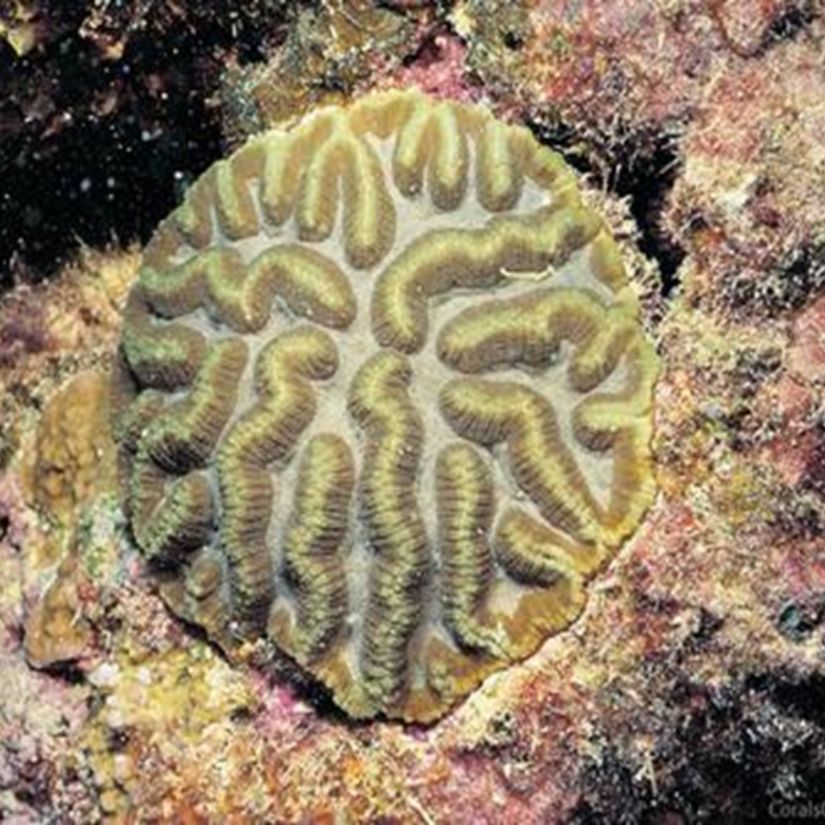 Symphyllia spp., commonly referred to as brain corals or closed brain corals, belong to the family Merulinidae. They are widely distributed across the Indo-Pacific region and are typically found on reef slopes, reef flats, and lagoonal areas. Colonies are generally massive, dome-shaped, or sub-massive, with a distinctive meandroid or maze-like corallite arrangement, which gives them a characteristic brain-like appearance.