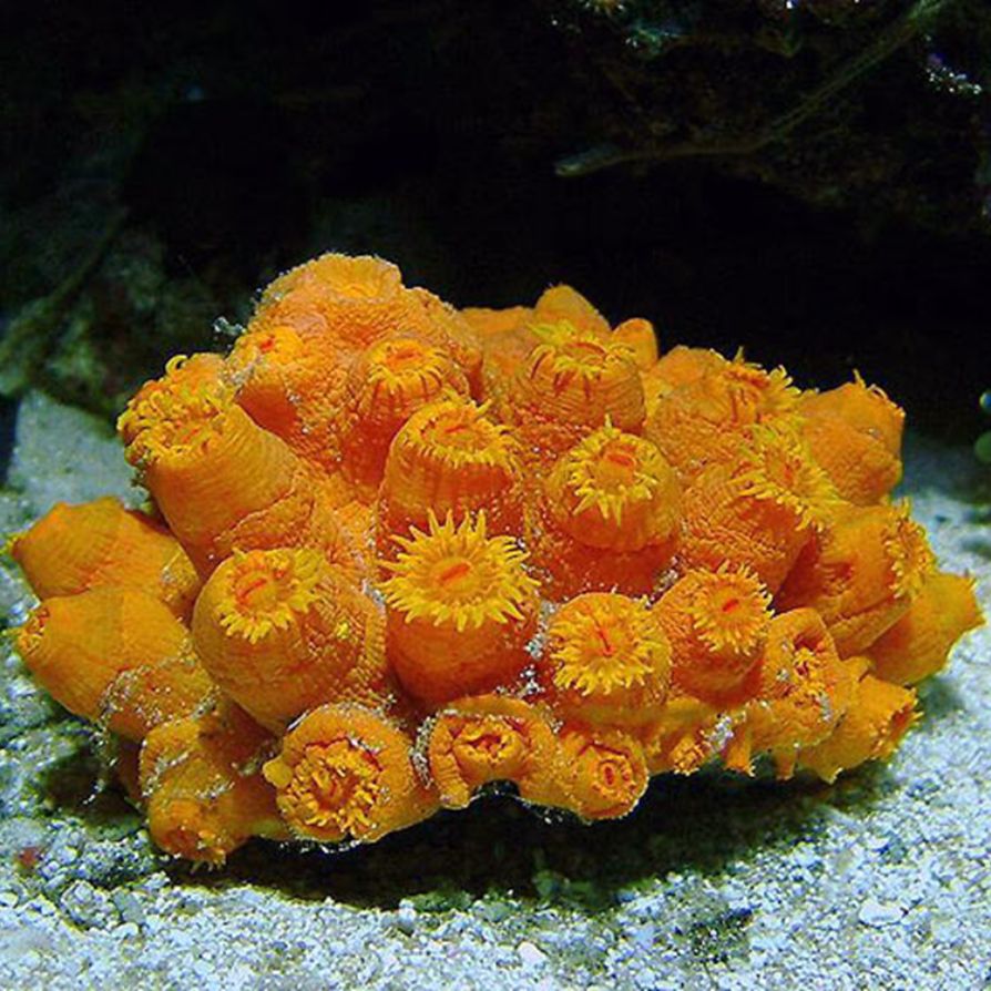 Tubastraea spp., widely known as sun corals or orange cup corals, are members of the family Dendrophylliidae. Unlike most reef-building corals, species of this genus are azooxanthellate, meaning they lack symbiotic zooxanthellae and do not rely on photosynthesis for nutrition. As a result, Tubastraea corals are often found in low-light or shaded habitats, such as caves, overhangs, deep reef slopes, shipwrecks, and artificial structures, where they capture plankton and organic particles with their large, fleshy polyps.