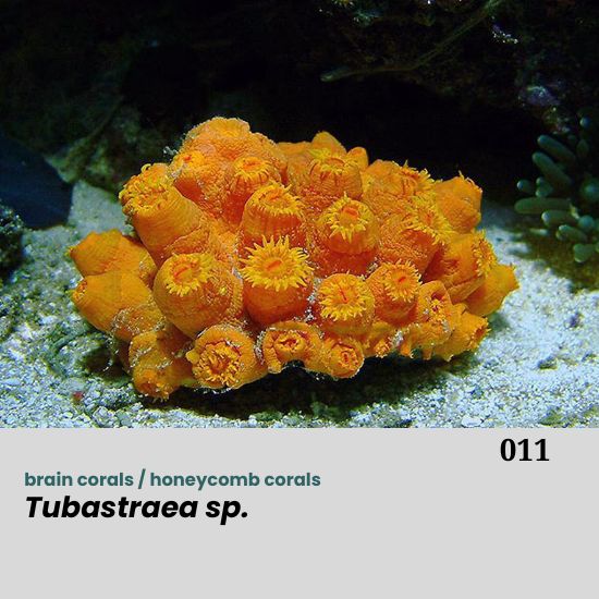 Tubastraea spp., widely known as sun corals or orange cup corals, are members of the family Dendrophylliidae. Unlike most reef-building corals, species of this genus are azooxanthellate, meaning they lack symbiotic zooxanthellae and do not rely on photosynthesis for nutrition. As a result, Tubastraea corals are often found in low-light or shaded habitats, such as caves, overhangs, deep reef slopes, shipwrecks, and artificial structures, where they capture plankton and organic particles with their large, fleshy polyps.