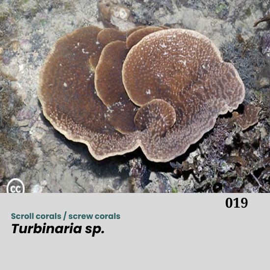 Turbinaria spp., commonly known as scroll corals or screw corals, belong to the family Dendrophylliidae. They are widely distributed across the Indo-Pacific, typically inhabiting reef slopes, lagoonal areas, and turbid coastal environments. Turbinaria is easily recognized by its unique colony morphology, which can be foliose (leaf-like), cup-shaped, or turreted, with broad, vertically or horizontally oriented plates that often resemble stacked discs or spirals.