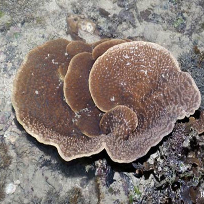 Turbinaria spp., commonly known as scroll corals or screw corals, belong to the family Dendrophylliidae. They are widely distributed across the Indo-Pacific, typically inhabiting reef slopes, lagoonal areas, and turbid coastal environments. Turbinaria is easily recognized by its unique colony morphology, which can be foliose (leaf-like), cup-shaped, or turreted, with broad, vertically or horizontally oriented plates that often resemble stacked discs or spirals.