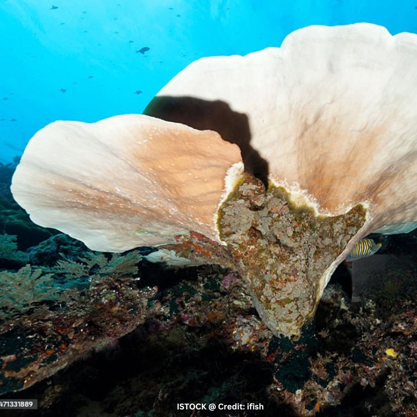 Turbinaria sp., commonly known as scroll coral, cup coral, or pagoda coral, is a genus of colonial stony corals widely distributed across the Indo-Pacific region. These corals are recognized for their unique cup-shaped, scroll-like, or plate-forming structures, which often resemble vases, funnels, or layered formations.