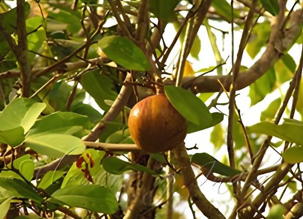 The fruit of the Xylocarpus granatum tree