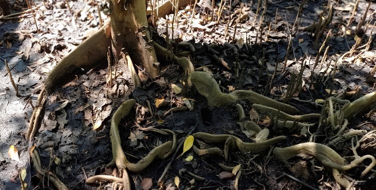 The flat-shaped root in the Xylocarpus granatum tree