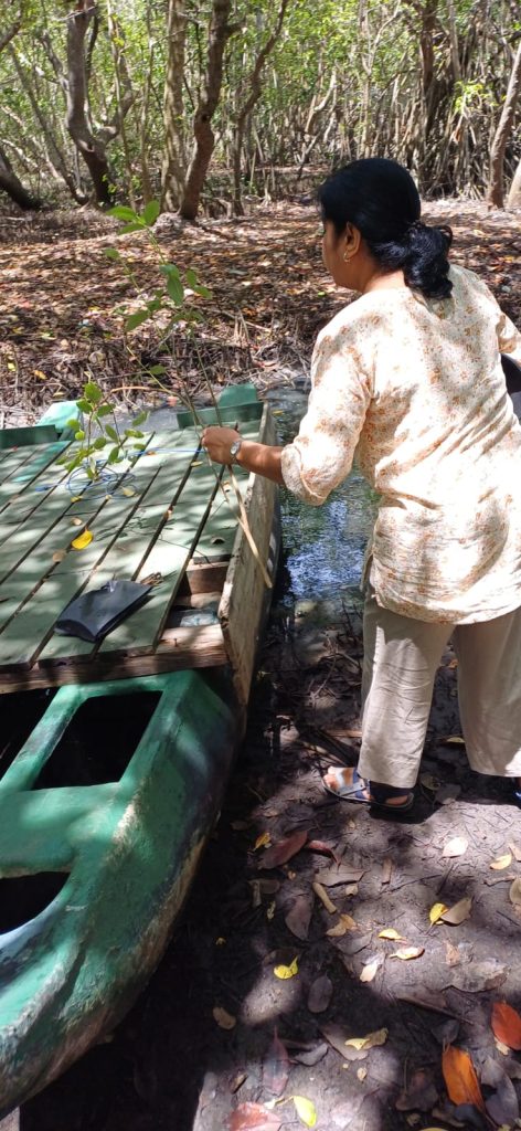 The Wayamba University of Sri Lanka has officially requested permission from the Lanka Mangrove Museum and Learning Center to collect samples of Avicennia marina for a scientific research study. This important research, conducted by the Department of Biochemistry, Faculty of Medicine, aims to investigate the antioxidant properties of Avicennia marina and explore its potential therapeutic benefits for diabetes management.