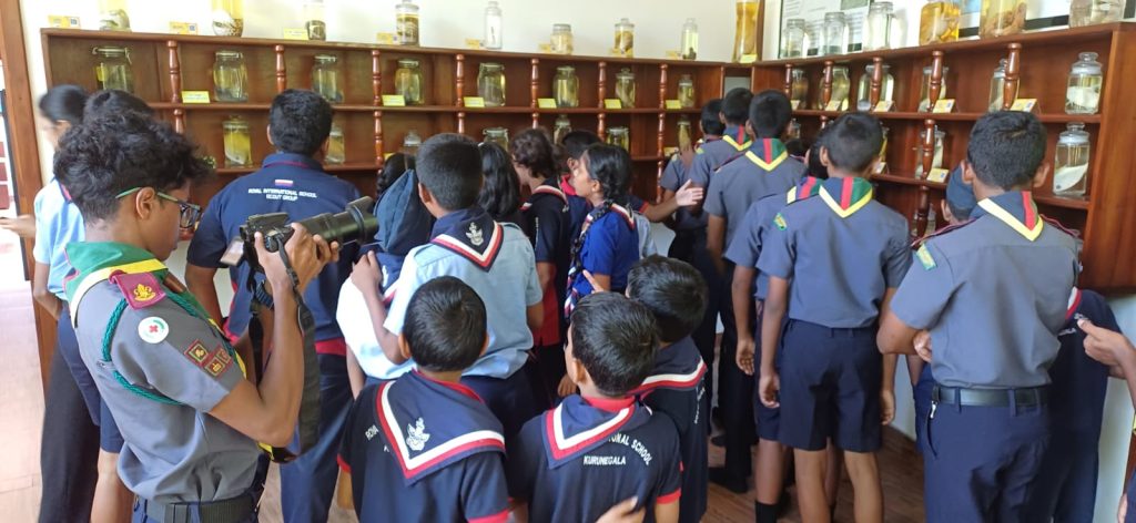 As part of the activities carried out to achieve the Presidential Award for the Junior Achievement Program, a student from Maliyadeva College participated in several environmental conservation initiatives together with the children of the “Together With Mangroves” Children’s Society at the Lanka Mangrove Museum and Learning Center.