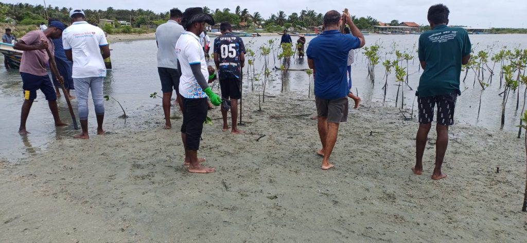 Today, a mangrove planting program was successfully conducted in the Ammathottam area of Kalpitiya with the aim of protecting and restoring the valuable mangrove ecosystem. The initiative was organized by the museum and financially supported by Port City – B.O.P.
