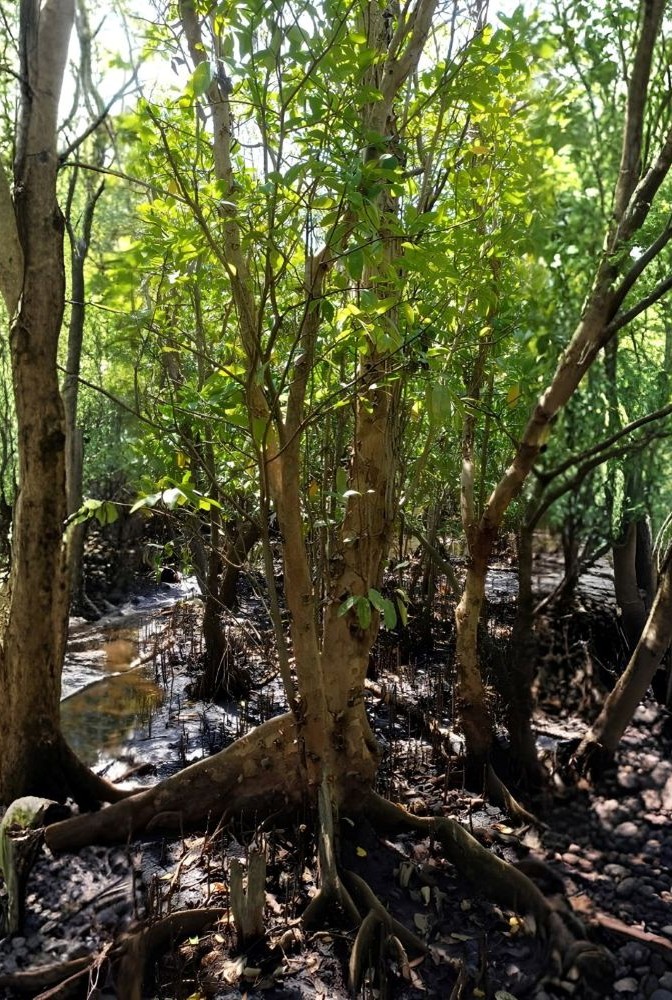 Mangrove trees with exposed roots in shallow water, sunlit green canopy above.
